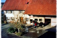 Die Kutschpferde
